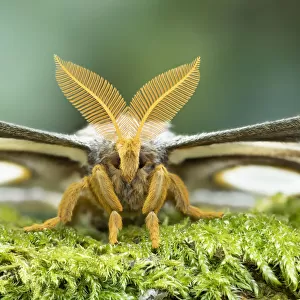 White-ringed atlas moth (Epiphora mythimnia) portrait, Kenya, Africa