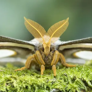 Portrait de la chenille à anneau blanc (Epiphora mythimnia), Kenya, Afrique. Portrait de la chenille à anneau blanc (Epiphora mythimnia), Kenya, Afrique.