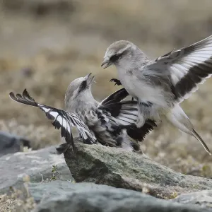 White-rumped snowfinch (Montifringilla taczanowskii) two fighting, Changtang, Tibetan Plateau White-rumped snowfinch (Montifringilla taczanowskii) two fighting, Changtang, Tibetan Plateau