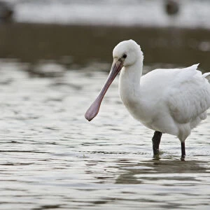 White spoonbill (Platalea leucorodia) feeding with water dripping from its bill, Brownsea Island
