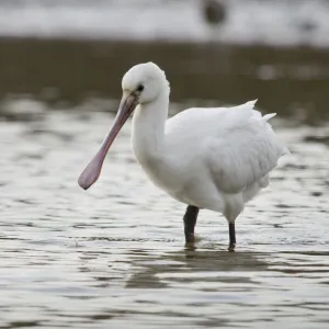 White spoonbill (Platalea leucorodia) feeding with water dripping from its bill, Brownsea Island