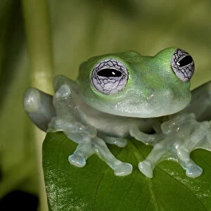 White-spotted leaf frog (Cochranella albomaculata) captive, from Central America