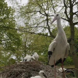 Images Dated 2019 May: 17 May 2019