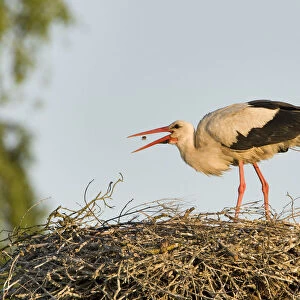 White stork (Ciconia ciconia) adult in breeding plumage, tossing food into beak to feed