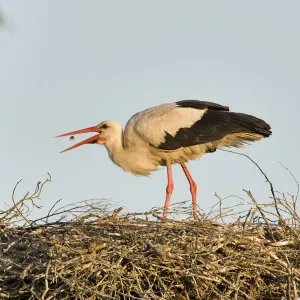 White stork (Ciconia ciconia) adult in breeding plumage, tossing food into beak to feed