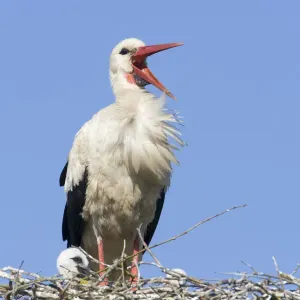 White stork (Ciconia ciconia) adult in breeding plumage on nest, calling, Lithuania