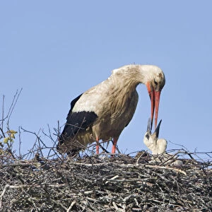 White stork (Ciconia ciconia) adult feeding chick at nest, Rusne, Nemunas Regional Park