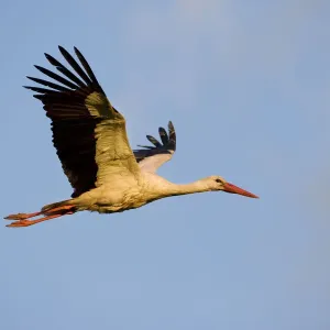 White stork (Ciconia ciconia) in flight, Nemunas regional reserve, Lithuania, June 2009
