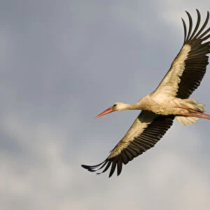 White stork (Ciconia ciconia) in flight, Nemunas regional reserve, Lithuania, June 2009