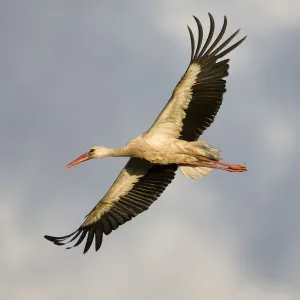 Weißer Storch (Ciconia ciconia), im Flug. Nemunąs regioninis parkas, Litauen, Juni 2009