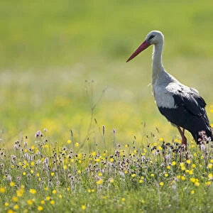 White stork (Ciconia ciconia) in flower meadow, Labanoras Regional Park, Lithuania