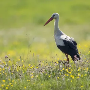 White stork (Ciconia ciconia) in flower meadow, Labanoras Regional Park, Lithuania