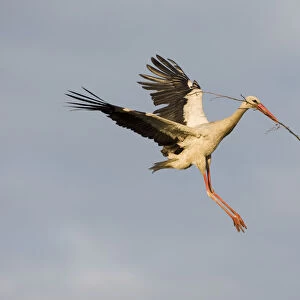 White stork (Ciconia ciconia) flying to nest with nesting material, Rusne, Nemunas Regional Park