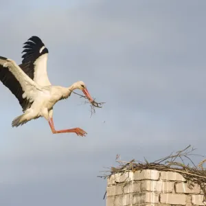 Weißer Säufer (Ciconia ciconia), landet auf der Kamin mit Nestmaterial in Rusne am Fluss Nemunas