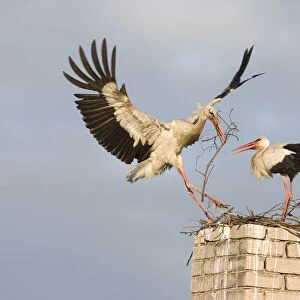 White stork (Ciconia ciconia) landing on chinmey with nesting material, Rusne, Nemunas