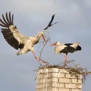 Weißer Säufer (Ciconia ciconia) landet auf einem Turm mit Nestmaterial in Rusne am Fluss Nemunas