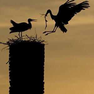 White stork (Ciconia ciconia) landing with nest material, silhouetted at dusk, Rusne