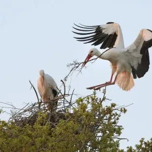White Stork Male with Nest Material Print