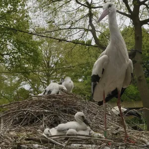 White Stork Nest Print, Captive Breeding Colony