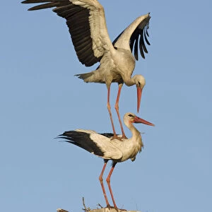 White stork (Ciconia ciconia) pair before mating at nest site on old chimney, Rusne