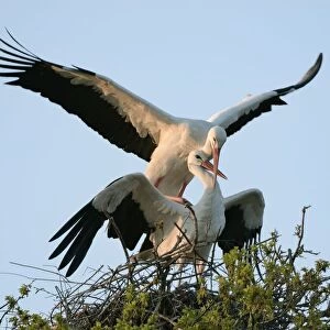 White stork (Ciconia ciconia) pair mating on their nest at sunset, Knepp estate, Sussex