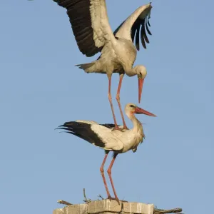 White stork (Ciconia ciconia) pair before mating at nest site on old chimney, Rusne