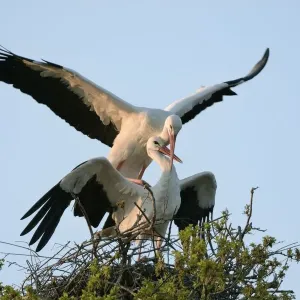 White Stork Pair Mating Print