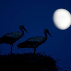 White stork (Ciconia ciconia) pair at nest, dusk, with moon, Nemunas Delta, Lithuania