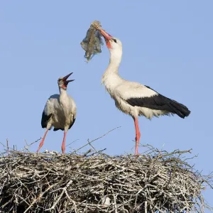 White stork (Ciconia ciconia) pair at nest engaged in courtship display, male with nesting material