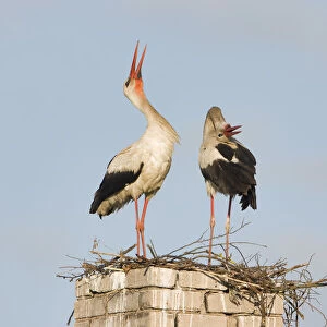White stork (Ciconia ciconia) pair at nest site on old chimney, Rusne, Nemunas Regional Park