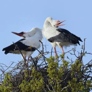 White Stork Pair Display Print