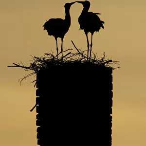 White stork (Ciconia ciconia) pair silhouetted at nest on old chimney, Rusne, Nemunas Regional Park