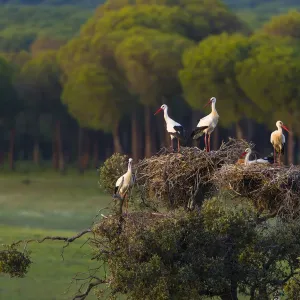 White Storks in Tree Nest Print