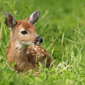White tailed deer (Odocoileus virginianus), fawn age one week, captive, USA White tailed deer (Odocoileus virginianus), fawn age one week, captive, USA