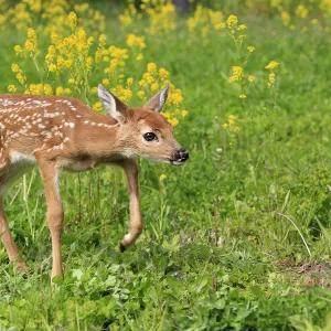 White tailed deer (Odocoileus virginianus), fawn age one week, captive, USA