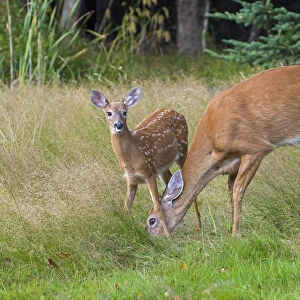 White-tailed Deer (Odocoileus virginianus) mother and fawn, Acadia National Park, Maine, USA