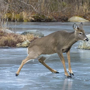 White-tailed Deer (Odocoileus virginianus) sliding on ice. Acadia National Park, Maine, USA