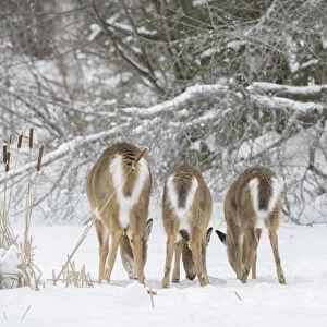 White-tailed deer (Odocoileus virginianus), doe and fawns feeding in a row on snow covered pond