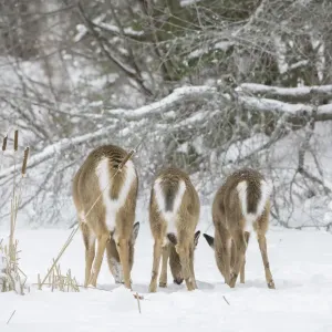 White-tailed deer (Odocoileus virginianus), doe and fawns feeding in a row on snow covered pond White-tailed deer (Odocoileus virginianus), doe and fawns feeding in a row on snow covered pond