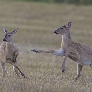 White-tailed deer (Odocoileus virginianus), two fawns playing in field
