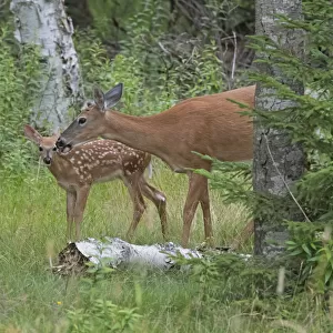 White-tailed deer (Odocoileus virginianus) doe with fawn in woodland, Acadia National Park, Maine, USA. July