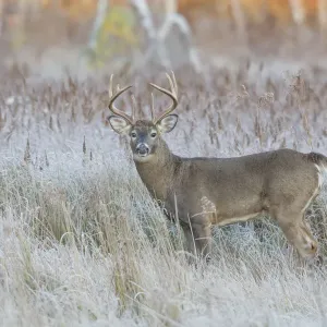 White-tailed Deer (Odocoileus virginianus) buck during the rut. Acadia National Park, Maine, USA White-tailed Deer (Odocoileus virginianus) buck during the rut. Acadia National Park, Maine, USA