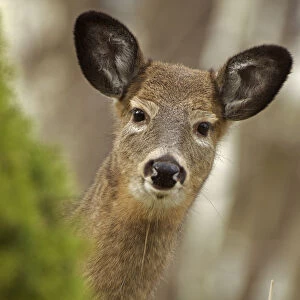 White-tailed deer (Odocoileus virginianus) doe. New York, USA, November