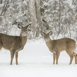 White-tailed deer (Odocoileus virginianus) doe and fawn standing on snow covered pond White-tailed deer (Odocoileus virginianus) doe and fawn standing on snow covered pond