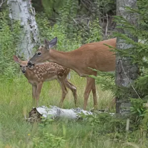 White-tailed deer doe with fawn Print, Acadia National Park, Maine White-tailed deer doe with fawn Print, Acadia National Park, Maine