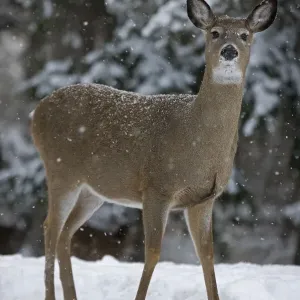 Venado cola blanca (Odocoileus virginianus) hembra de pie en la nieve, Nueva York, EE. UU. Venado cola blanca (Odocoileus virginianus) hembra de pie en la nieve, Nueva York, EE. UU.