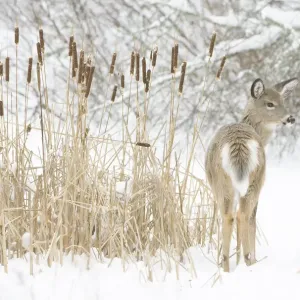 White-tailed deer (Odocoileus virginianus) fawn standing beside Bulrushes (Typha sp) White-tailed deer (Odocoileus virginianus) fawn standing beside Bulrushes (Typha sp)