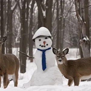 White-tailed deer (Odocoileus virginianus) with snowman, New York, USA White-tailed deer (Odocoileus virginianus) with snowman, New York, USA
