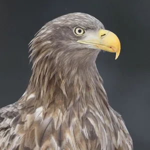 White tailed eagle / Erne (Haliaeetus albicilla) portrait, Flatanger, Nord-Trondelag