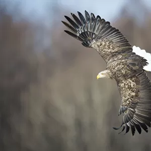 White tailed eagle (Haliaeetus albicilla) caught in a fight. Hokkaido Japan, March